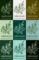 Set of vector drawing of COMMON MUGWORT  in various colors. Hand drawn illustration. Latin name ARTEMISIA ABSINTHIUM L.