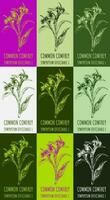 Set of vector drawing of  Common Comfrey in various colors. Hand drawn illustration. Latin name Symphytum officinale L.