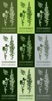 Set of vector drawing of SOUTHERN WORMWOOD  in various colors. Hand drawn illustration. Latin name ARTEMISIA ABROTANUM L.
