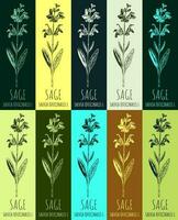 Set of vector drawing of sage  in various colors. Hand drawn illustration. Latin name Salvia officinalis L.