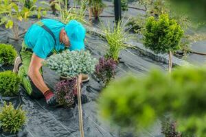 Gardener Performing Landscaping Work photo