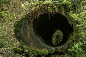 vacío árbol maletero en el bosque foto