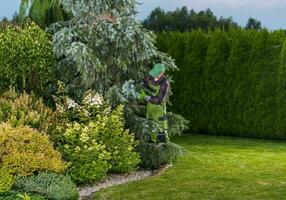 profesional jardinero comprobación jardín arboles salud foto