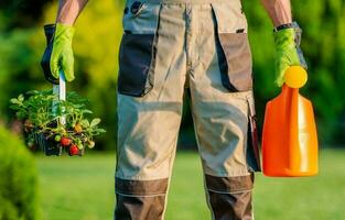 Gardener Planting Strawberries photo