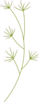 flower and grass botanical illustration. png