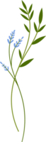 flower and green leaf botanical illustration. png
