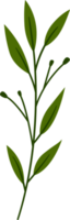 fleur et vert feuille botanique illustration. png