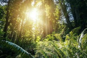 escénico soleado antiguo bosque lleno de grande helechos foto