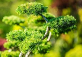 decorativo jardín árbol foto