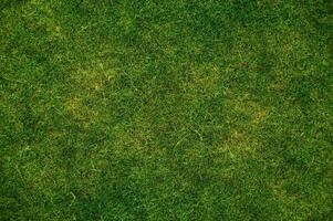 Grass Texture Background photo