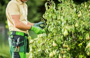 Gardener Checking a Pear Fruit photo