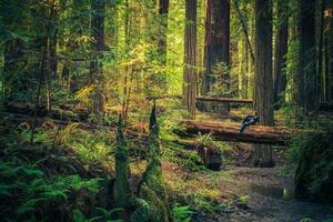 Resting on the Redwood photo