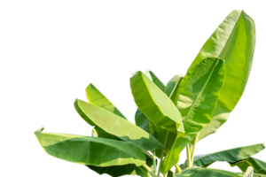 grupp av banan grön blad isolerat på transparent bakgrund av graphice design, banan blad, trädgård träd isolerat, png fil