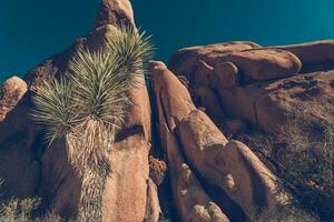 Joshua Trees National Park Landscape photo