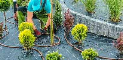 Landscaping Contractor Building Drip Irrigation System in a Garden photo