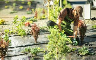 Trickle irrigation Assembling Performed by Professional Landscaping Technician photo