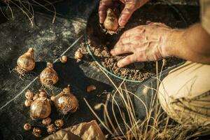 Garden Flower Bulb Planting photo