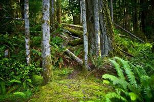 Oregon Forest View photo