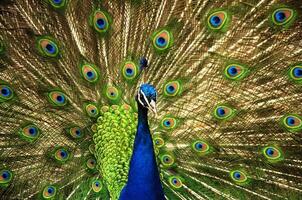 The Peacock Close-up photo