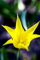 amarillo estrella tulipán foto