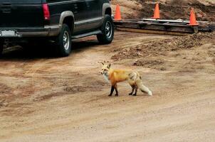 Fox in Human Populated Area photo