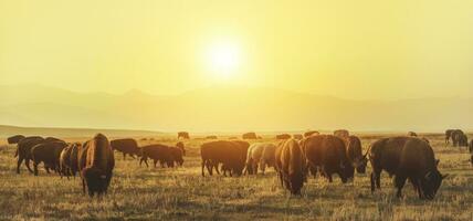 American Bison Herd on the Sunny Colorado Prairie photo