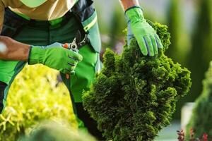 Professional Garden Worker Trimming Unhealthy Plant Branches photo