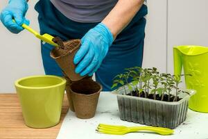 female hands in gloves pour earth with a shovel into a peat pot next to tomato seedlings photo