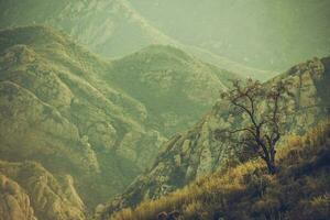 Lonely Tree in Santa Monica Mountains photo