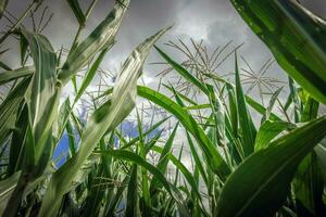 Maize Crops Closeup photo