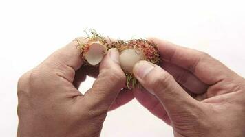 taking skin off rambutan fruits on white background video