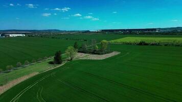 aéreo ver de verde campo y arboles video