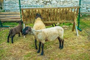 Sheep Feeder View photo