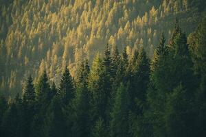 Mountains Forest Illuminated by Sunset Light photo