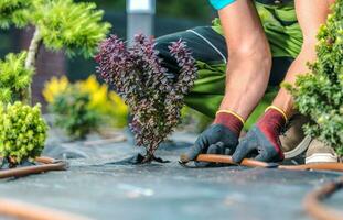 Landscaping Worker Building Trickle Irrigation System photo
