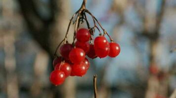 rood viburnum bessen hangen Aan de boom in herfst. klaar oogst viburnum voor oogsten. duizelingwekkend trossen met bessen in de tuin video