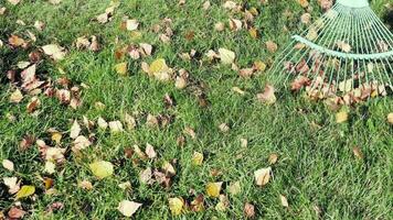 Rake cleaning of fallen yellow leaves. Autumn garden cleaning. Autumn leaves on the grass, windy day video