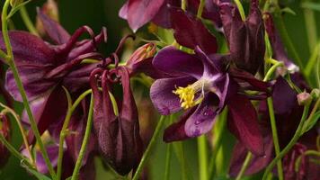 Garden burgundy aquilegia, close up. Concept of natural beauty and naturalness, colors of nature video