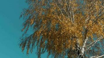 Birch with yellow autumn leaves against a bright blue sky, sunny day video