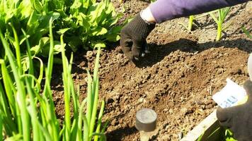 dichtbij omhoog, een mannetje boer zeugen zaden in de bodem. groeit milieuvriendelijk vriendelijk natuurlijk groenten in de tuin video