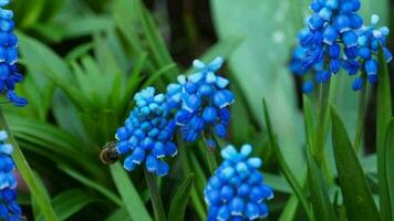 abeja poliniza plantas y flores en el jardín video