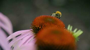 schließen hoch, ein Hummel Insekt sammelt Pollen auf ein schön Echinacea Blume. Sommer, Insekten und Pflanzen video
