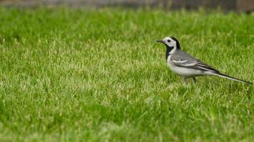 Bird looking for food for chicks. Wagtail looking for insects in the grass video