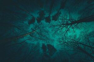 Spooky Forest Canopy photo