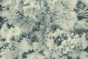 Pine Tree Covered by Frost photo