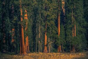 Giant Sequoias Forest Natural Wonder photo