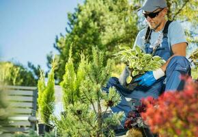 Garden Worker Professional Landscaper Preparing Plants photo