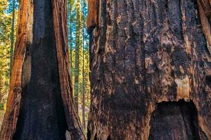 Burned Ancient Forest photo