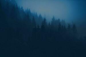 Foggy Forest Scenery photo
