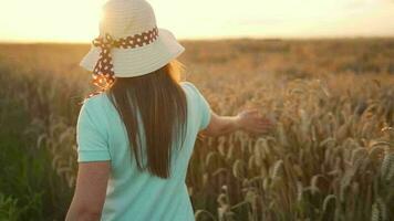 mulher dentro uma chapéu e uma azul vestir anda em ao longo uma trigo campo e toques maduro espiguetas do trigo com dela mão dentro uma pôr do sol video